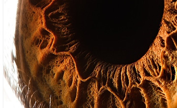 oeil_360_220